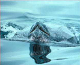 20110307-NOAA  turtle leatherback2_100.jpg